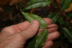 Pilidiostigma tropicum