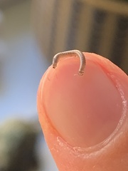 Blaniulidae