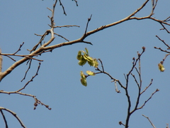Holoptelea integrifolia