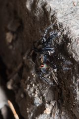 Saitis virgatus