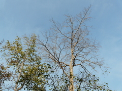 Holoptelea integrifolia