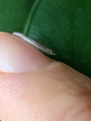 Blaniulidae