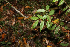 Pilidiostigma tropicum