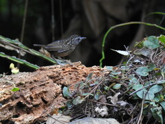 Kenopia striata