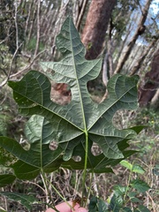 Brachychiton discolor