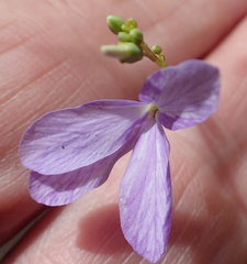Heliophila juncea