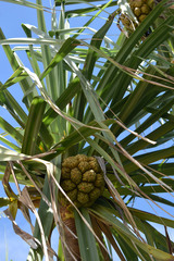 Pandanus cookii
