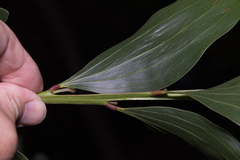 Acacia leiocalyx