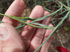 Heliophila juncea