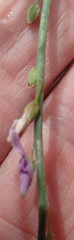 Heliophila juncea
