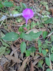 Dicliptera tinctoria