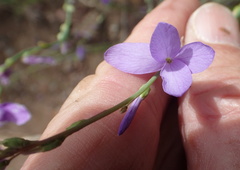 Heliophila juncea