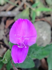 Dicliptera tinctoria