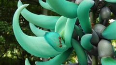 Strongylodon macrobotrys