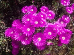 Lampranthus haworthii