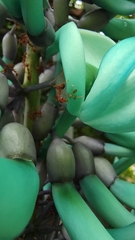 Strongylodon macrobotrys