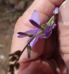 Heliophila juncea