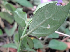Dicliptera tinctoria