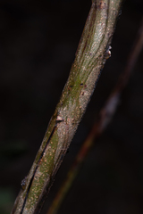 Acacia leiocalyx