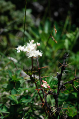 Filipendula kiraishiensis