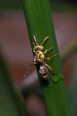 Ropalidia romandi
