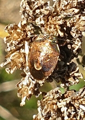 Rubiconia intermedia