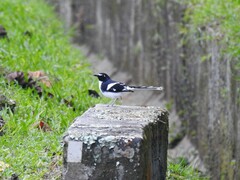 Enicurus schistaceus