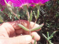 Lampranthus haworthii