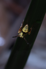 Ropalidia romandi
