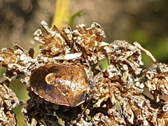 Rubiconia intermedia