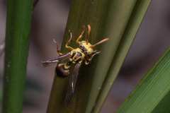 Ropalidia romandi