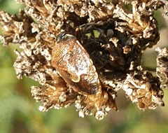 Rubiconia intermedia