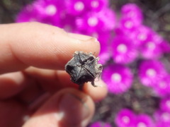 Lampranthus haworthii
