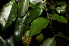 Syzygium johnsonii