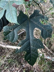 Brachychiton discolor