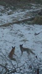 Vulpes vulpes flavescens