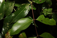 Syzygium johnsonii