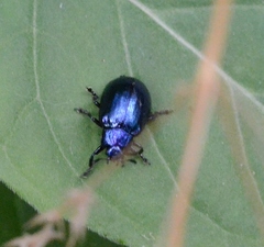 Plagiosterna aenea