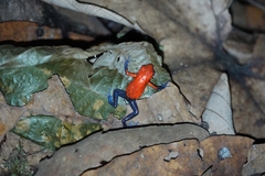 Oophaga pumilio