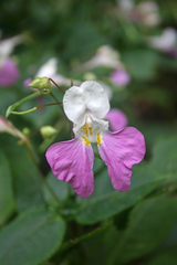 Impatiens balfourii