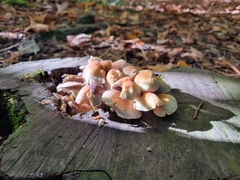 Hypholoma lateritium