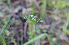 Daucus glochidiatus