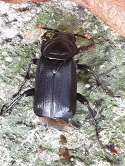 Nicrophorus humator