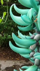 Strongylodon macrobotrys