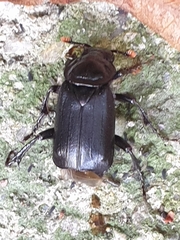 Nicrophorus humator