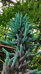 Strongylodon macrobotrys