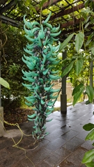 Strongylodon macrobotrys