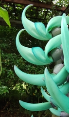 Strongylodon macrobotrys