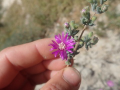 Drosanthemum