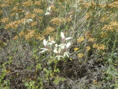 Pelargonium trifidum